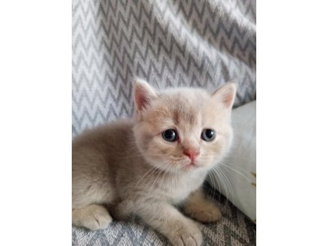 British shorthair scottish fold yavrular