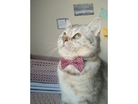 British shorthair oğlumuza eş arıyoruz