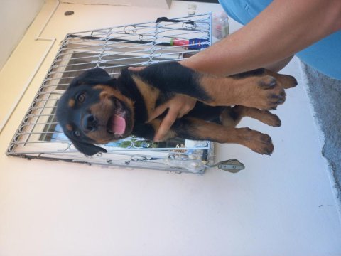Koca kafa macar rottweiler yavrusu