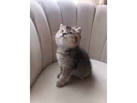 Esmer şeker kedimiz