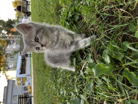 Yavru sağlıklı british shorthair