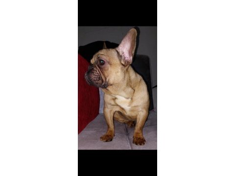 French bulldog dişi