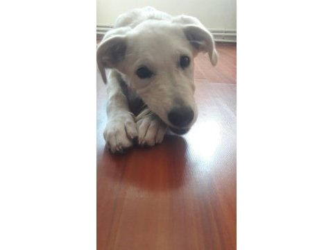 Yavru golden retriever