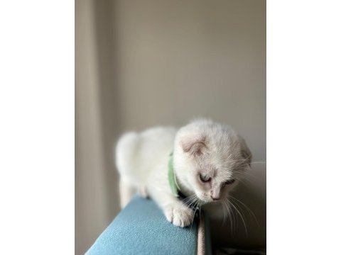 Tuvalet eğitimli 3.5 aylık scottish fold blue erkek