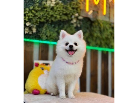 Pomeranian kar beyaz yavrumuz
