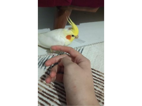 Uyguna sultan papağanı kafesi ile