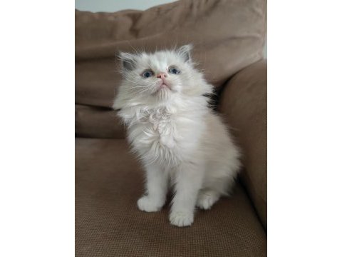Secereli ragdoll yavrular