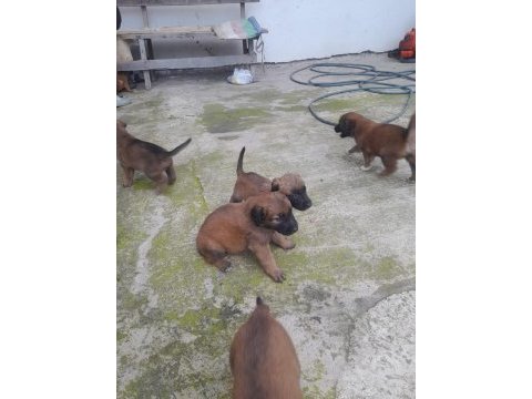 Belçika kurdu yavruları 1 aylık 6 erkek 2 dişi