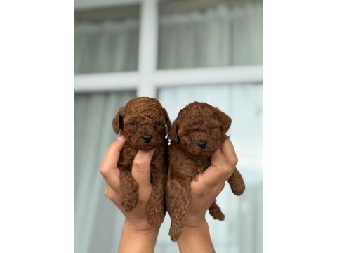 Teacup aşılı eğiitimli premıum toy poodle
