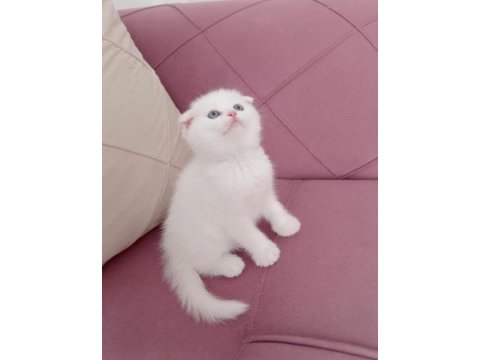 Scottish fold