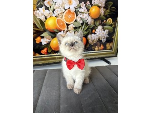 Kaliteli british longhair bebekler