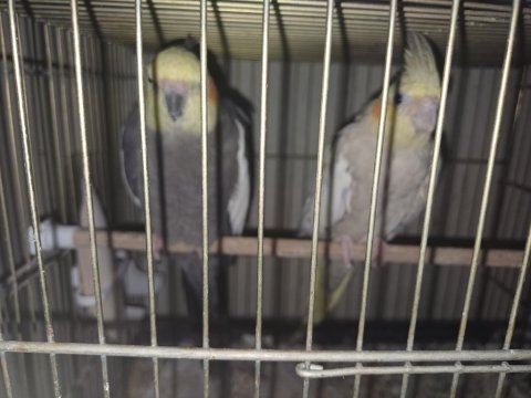 3 takım sultan papağanı