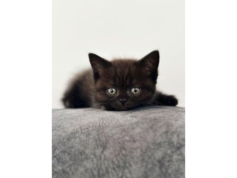 Çok oyuncu scottish / british fold blue point yavrular