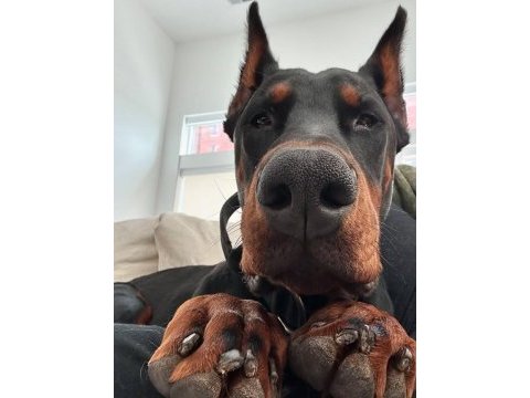 Hırslı doberman yavrular