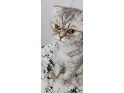 Uygun yavru scottish fold dişi