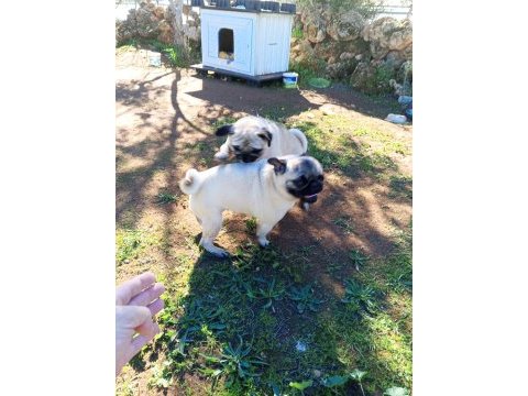 Satılık pug köpeği
