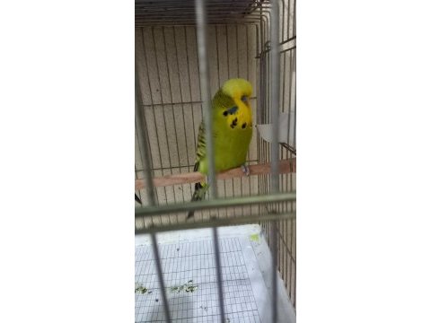 Jumbo takım yavru vermiş garantili kuşumuz