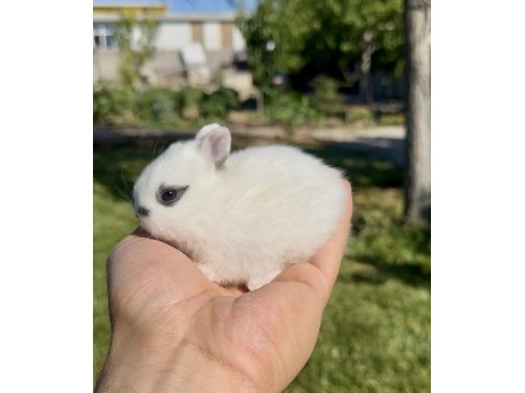 Hollanda cüce tavşanlar (netherland dwarf)