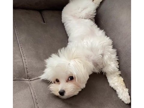 Ücretsiz sahiplendirme maltese terrier erkek