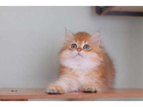 British longhair safkan erkek