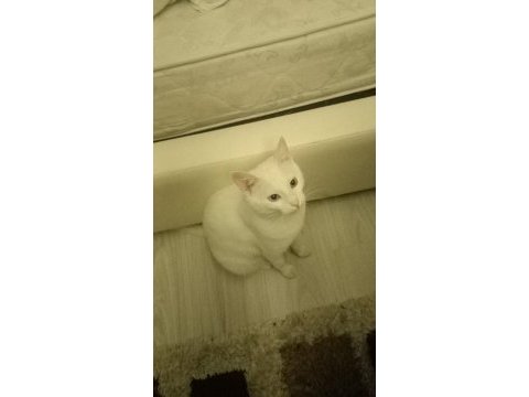 Yakışıklı kedimiz pati sahiplendiriyorum