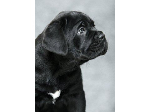 Mükemmel cane corso italyano