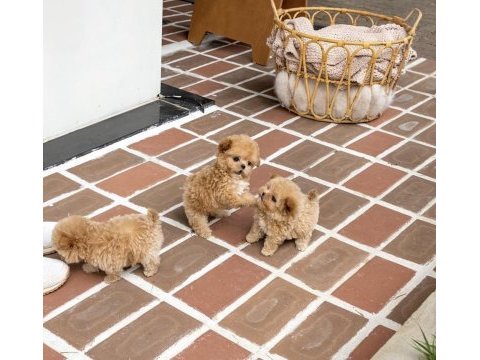 Maltipoo yavrularımız