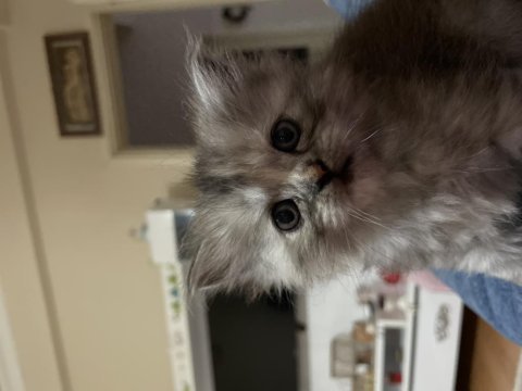 1.3 aylık chinchilla kedisi yavruları