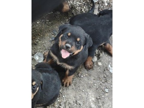 Koca kafa rottweiler yavruları