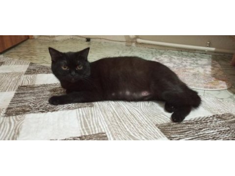 Hamile siyah british shorthair