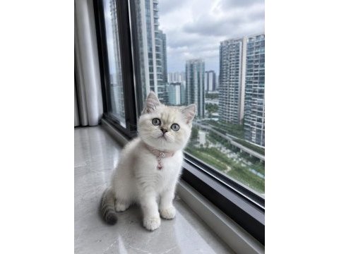 British shorthair blue point silver point