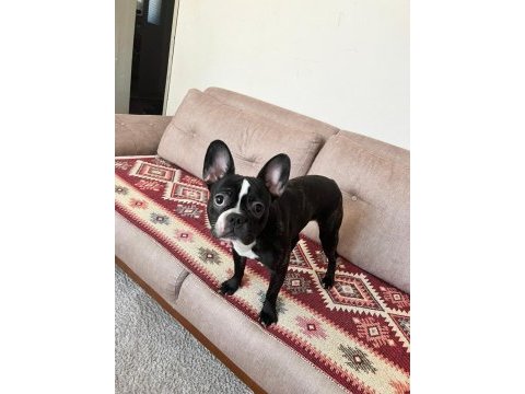 Eğitimli çipli french bulldog