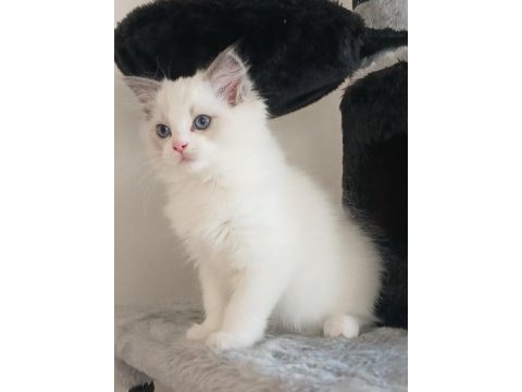 Orijinal ragdoll bebekleri