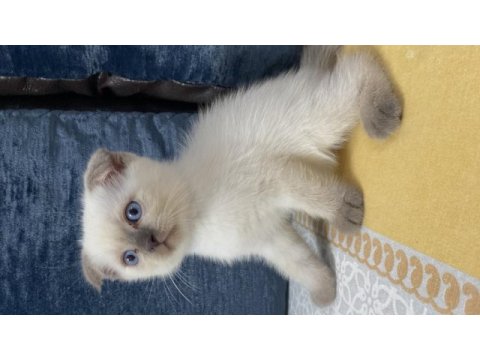 2.5 aylık blue point scottish fold güvenli yuva arıyor