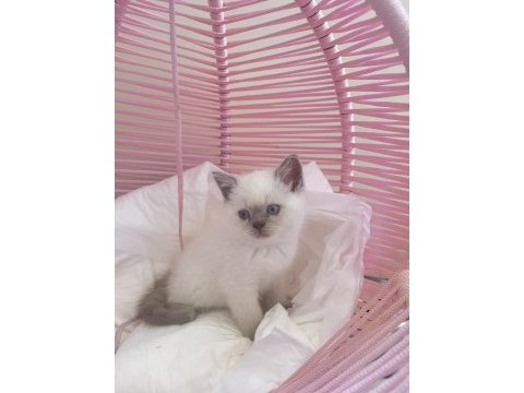 British shorthair blue poınt