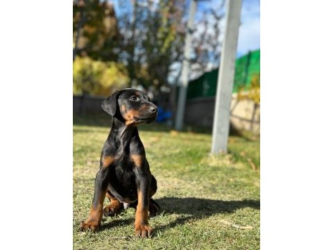 A kalite king doberman safkan dişi ve erkek