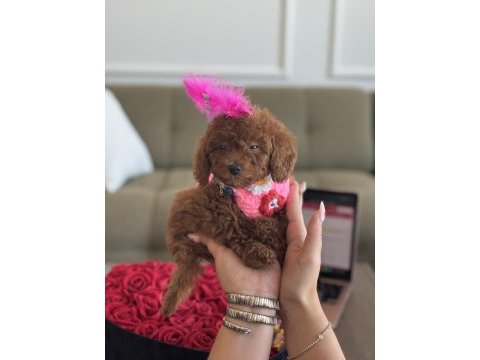 Süslü toy poodle bebeğim