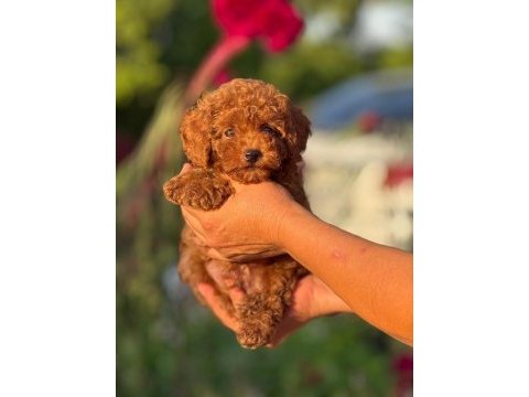 2 aylık erkek poodle