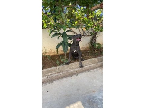 Cane corso 7.5 aylık erkek aşıları karnesi ve chipli