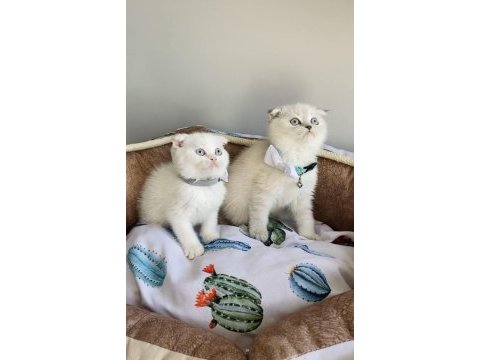 A kalite blue point scottish fold