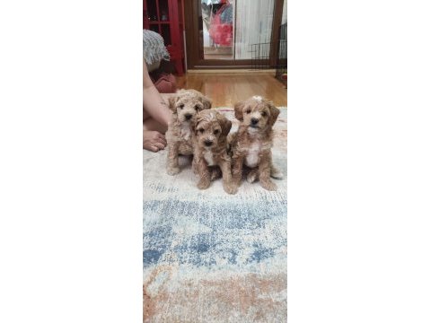 Erkek maltipoo