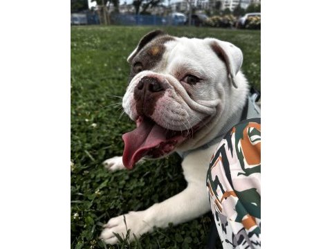 English bulldog egzotik tri merle
