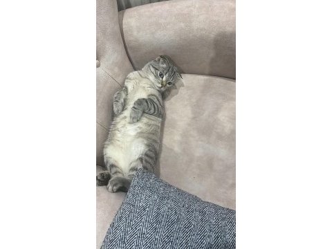 Canım british shorthair oğlum pabloya kalıcı yuva arıyoruz