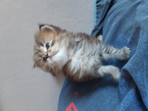 Chinchilla yavru kedim yeni yuvasını arıyor
