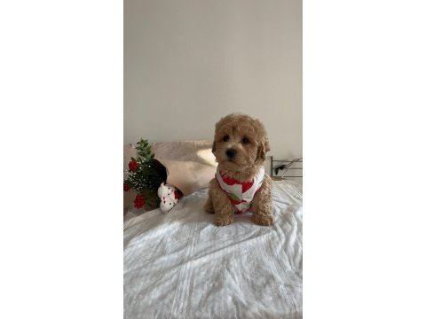 Sevimli maltipoo yavrularımız