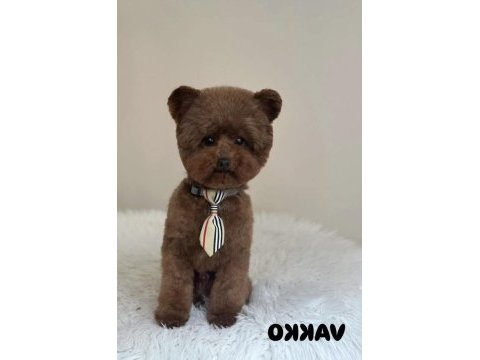 Toy poodle yavru