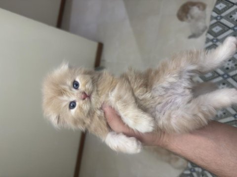 Scottish fold longhair