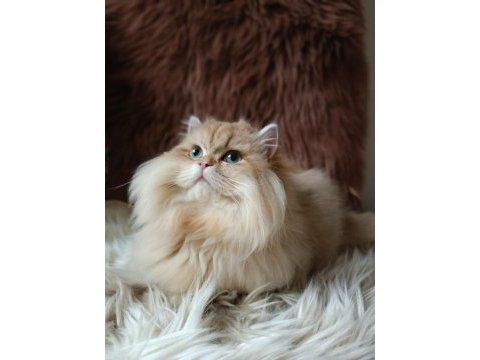 British longhair by1133