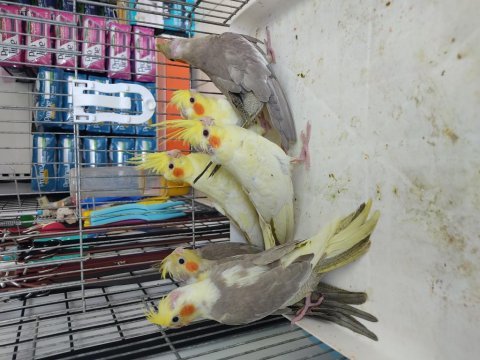 45-50 günlük bebek sultanlar ısırma bilmez