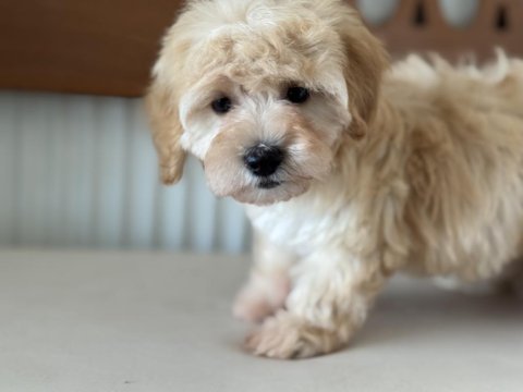 Petmode köpek çiftliğinde ziyarete açık maltipoo
